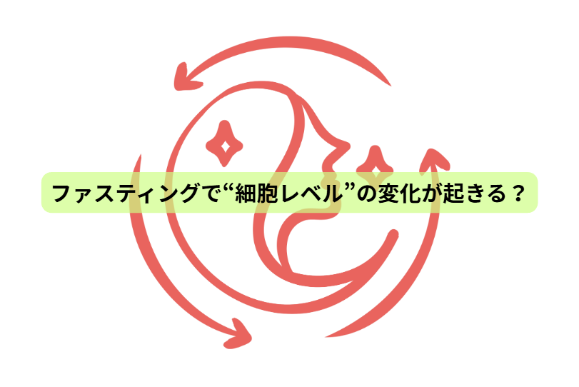 食べない時間が、体を変える？ファスティング×分子栄養学の新常識【第4回】 ファスティングで“細胞レベル”の変化が起きる？