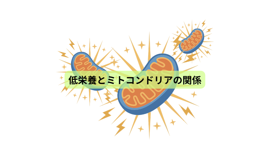 世界的に認められた“新しい病気”とは？【第３回】  低栄養とミトコンドリアの関係