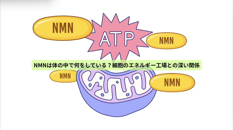 NMNのはなし【第２回】　NMNは体の中で何をしている？細胞のエネルギー工場との深い関係