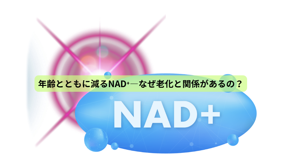 NMNのはなし【第３回】　年齢とともに減るNAD⁺―なぜ老化と関係があるの？