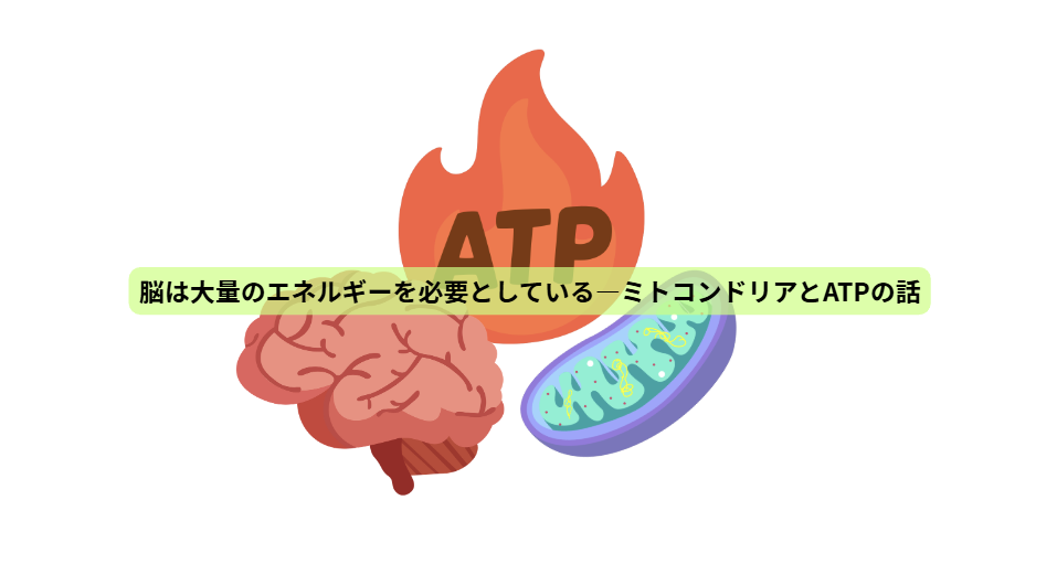 食事で守る、未来の脳【第２回】脳は大量のエネルギーを必要としている―ミトコンドリアとATPの話