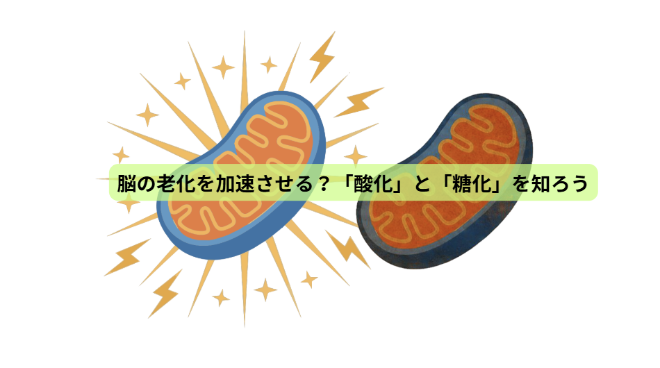 食事で守る、未来の脳【第５回】　脳の老化を加速させる？「酸化」と「糖化」を知ろう