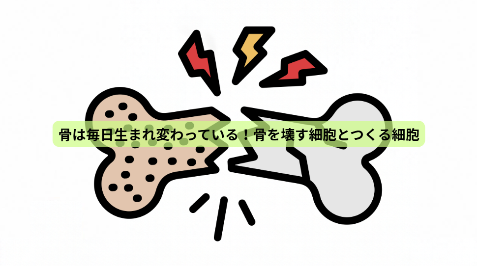 骨から始める健康寿命の延ばし方【第２回】骨は毎日生まれ変わっている！骨を壊す細胞とつくる細胞