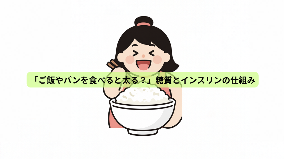 痩せるカギはインスリン？脂肪が燃える体の仕組み【第２回】「ご飯やパンを食べると太る？」糖質とインスリンの仕組み
