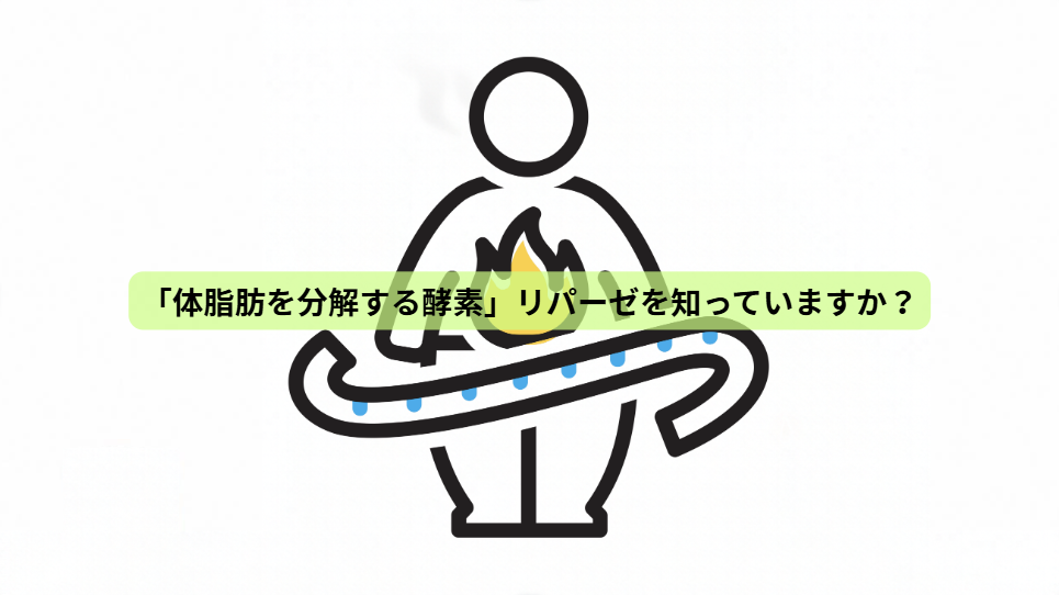 痩せるカギはインスリン？脂肪が燃える体の仕組み【第３回】「体脂肪を分解する酵素」リパーゼを知っていますか？