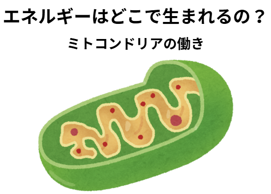 分子栄養学のはなし　第2回