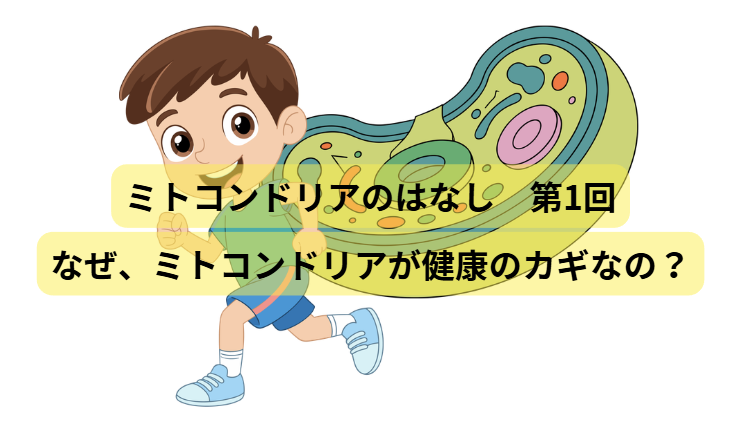 ミトコンドリアのはなし　第1回：なぜ、ミトコンドリアが健康のカギなの？