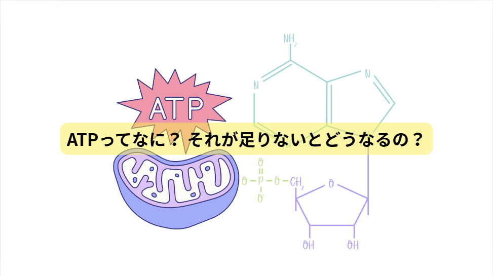 ミトコンドリアのはなし　第2回：ATPってなに？ それが足りないとどうなるの？