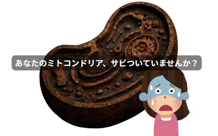 ミトコンドリアのはなし　第3回：あなたのミトコンドリア、サビついていませんか？
