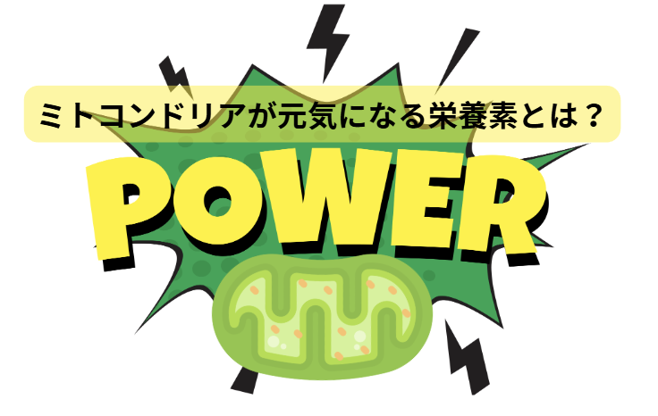 ミトコンドリアのはなし　第4回：ミトコンドリアが元気になる栄養素とは？