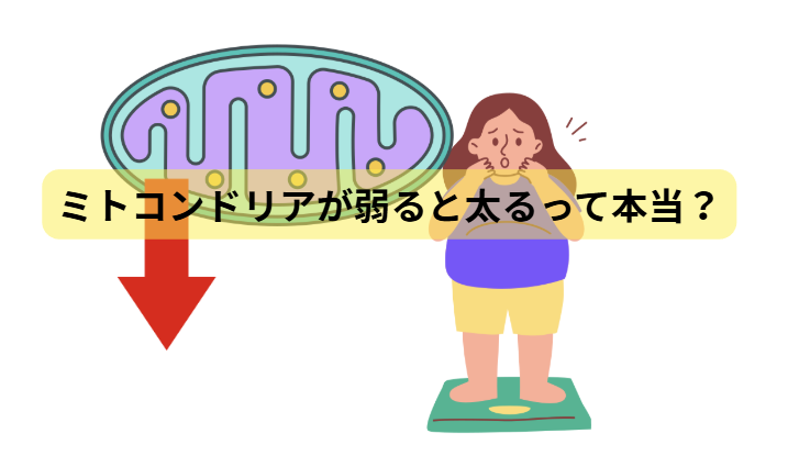 ミトコンドリアのはなし　第5回：ミトコンドリアが弱ると太るって本当？