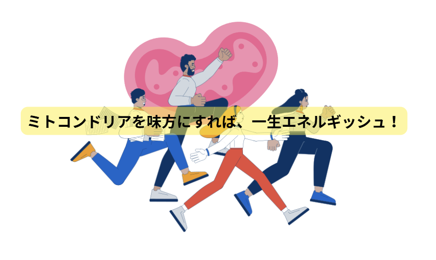 ミトコンドリアのはなし　第7回：ミトコンドリアを味方にすれば、一生エネルギッシュ！
