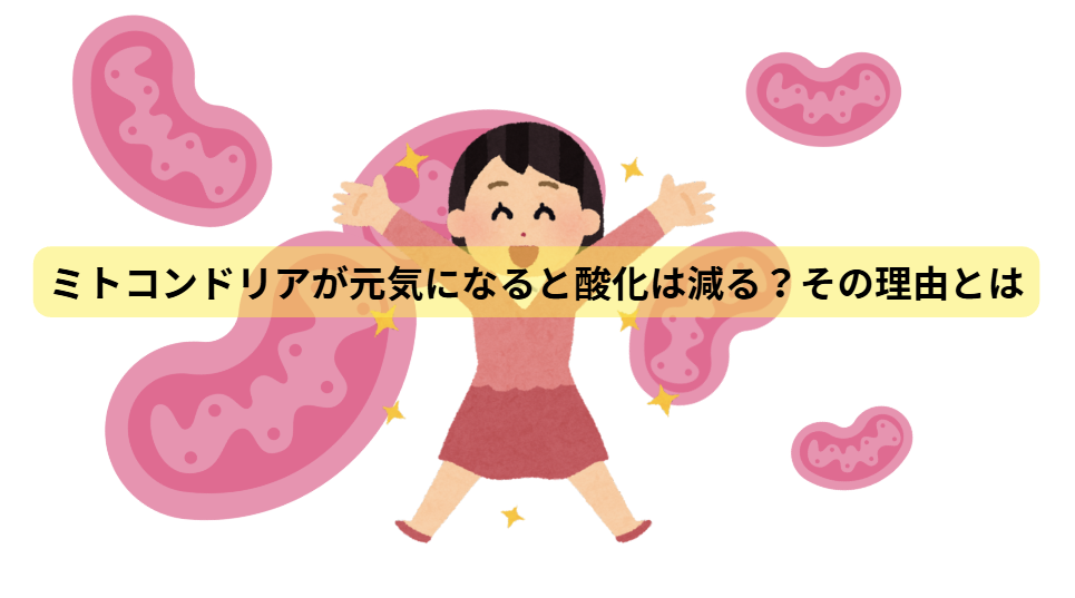 酸化のはなし　【第5回】ミトコンドリアが元気になると酸化は減る？その理由とは