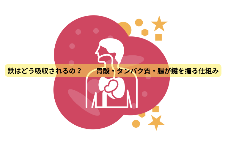 鉄欠乏のはなし　【第3回】鉄はどう吸収されるの？──胃酸・タンパク質・腸が鍵を握る仕組み