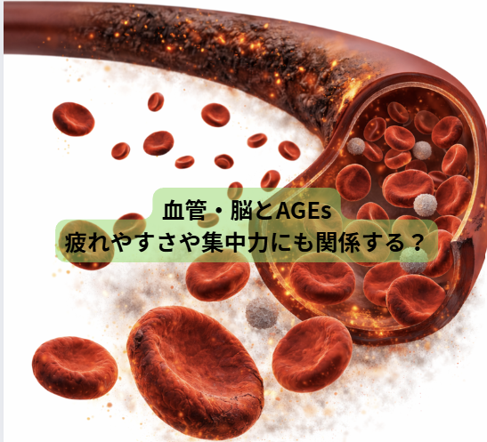 AGEｓのはなし【第4回】血管・脳とAGEs：疲れやすさや集中力にも関係する？
