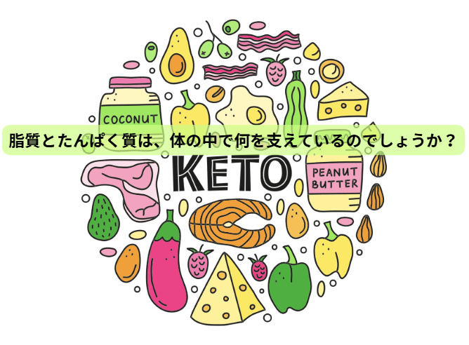 米国保健福祉省の食事ガイドラインの大幅な見直しをうけて【 第5回 】脂質とたんぱく質は、体の中で何を支えているのでしょうか？
